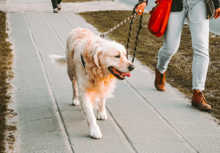 Hoe vaak laat je een hond uit? - Woeffer