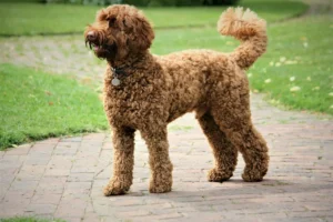 Hondenras: de Labradoodle - Woeffer