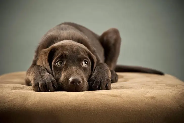 Stress bij honden - Woeffer